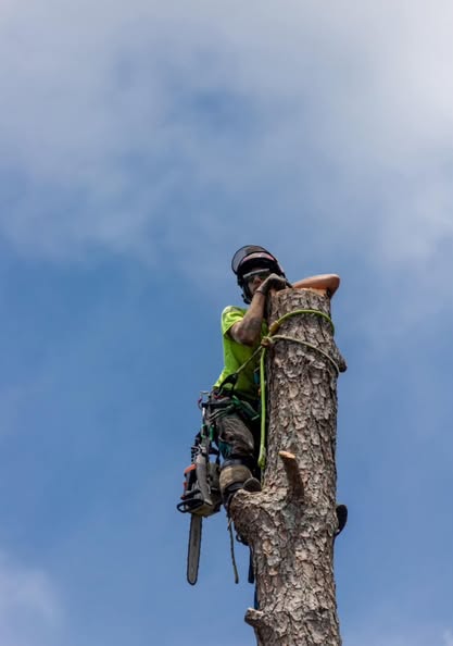 Dean Kratochwil Death & Obituary: Beloved Tree Climber at North Georgia Arbor Management, Dies Tragically