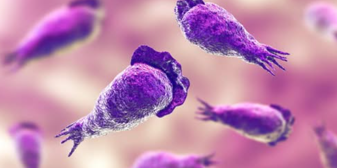 Brain-Eating Amoeba Case Confirmed in South Carolina: What You Need to Know