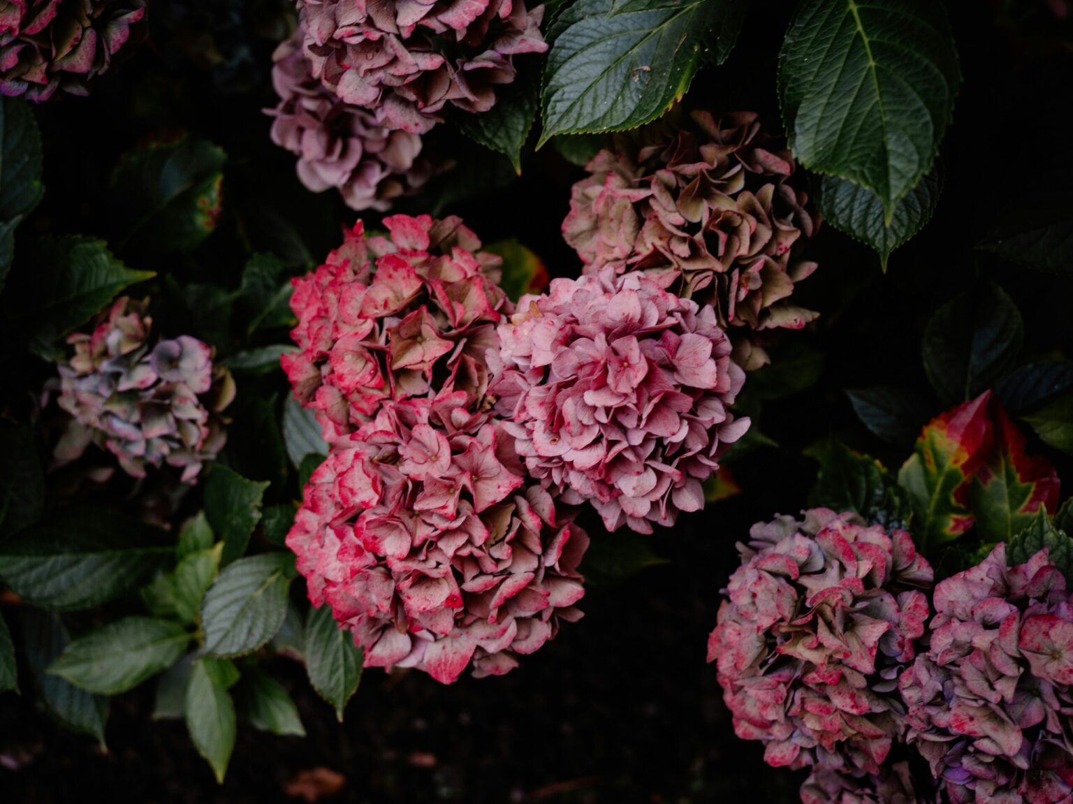 Tragic Death of Neilyann Ysam: Domestic Violence Claims Another Life in Portland, Oregon